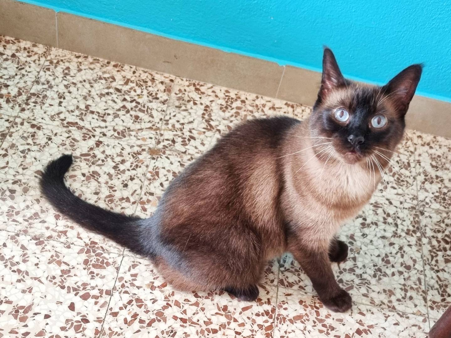 Adotta il gatto RAY a Cremona
