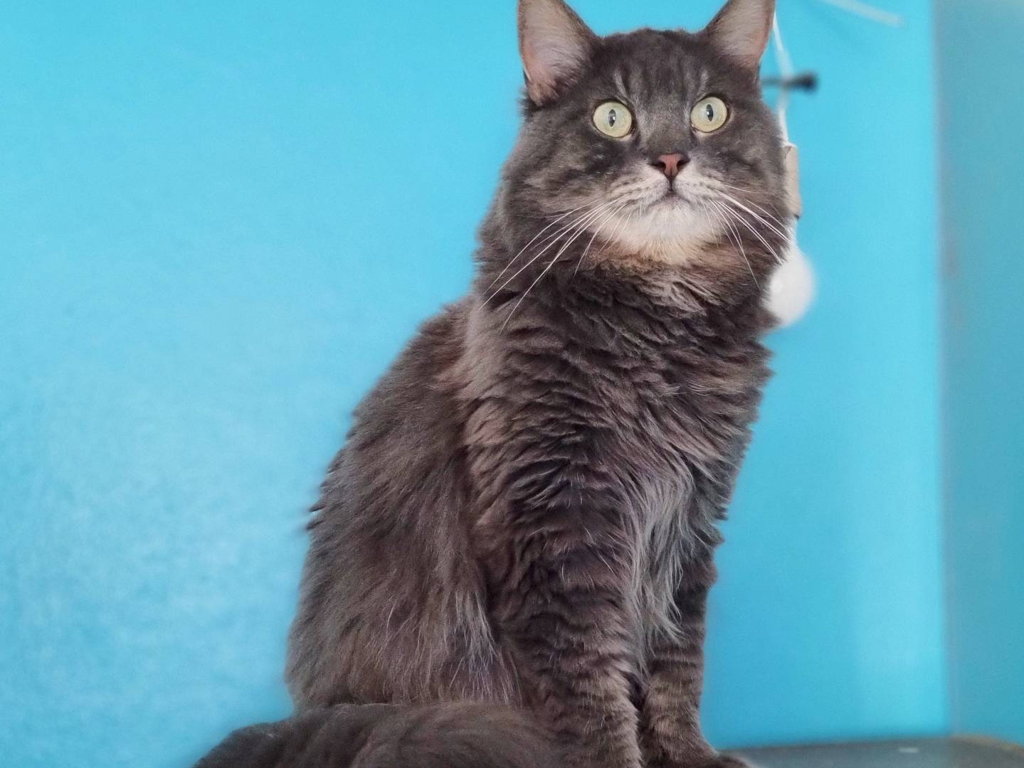Adozione gatto, maschio, Razza sconosciuta Razza sconosciuta, 5 anni e 4 mesi, taglia non valida, Cremona