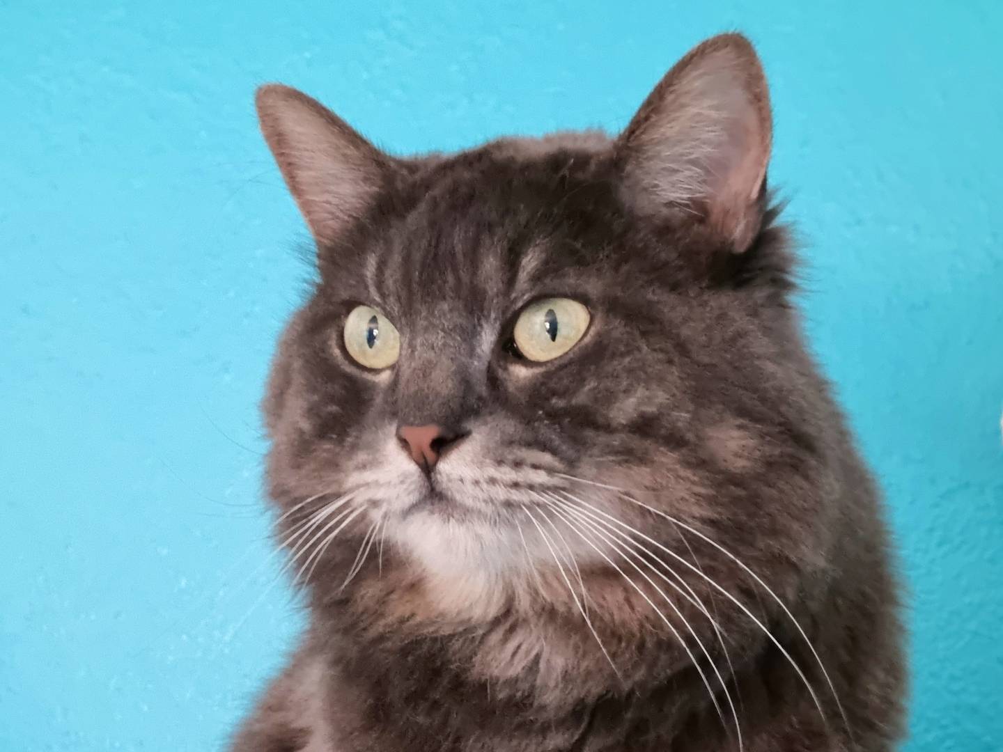 Adotta un gatto, maschio, 5 anni e 4 mesi, Cremona