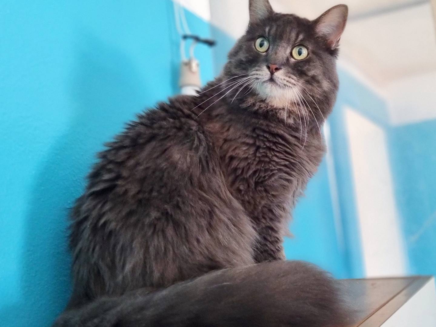 Adotta un gatto, taglia non valida, maschio, Cremona