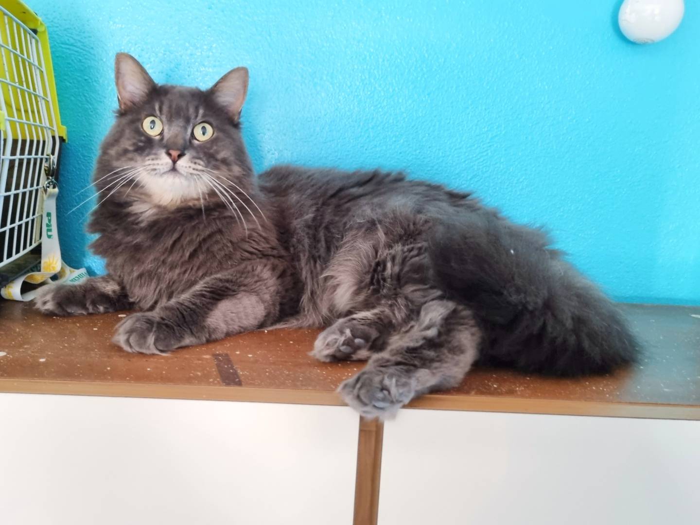 Adotta il gatto TEO a Cremona