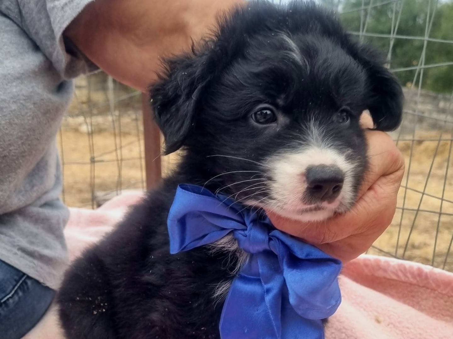 Adotta un cane, maschio, 1 mesi, Taranto
