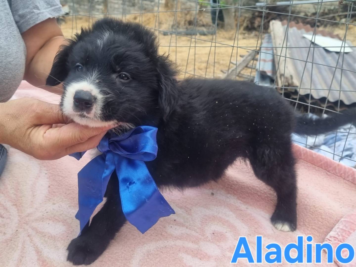 Adotta un cane, taglia grande, maschio, Taranto