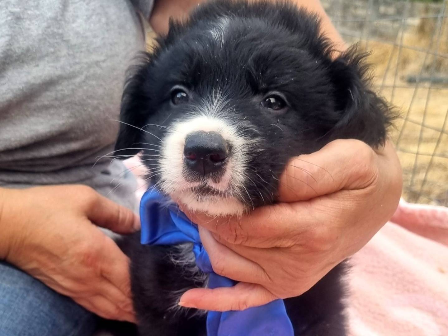 Vuoi adottare un cane a Taranto?