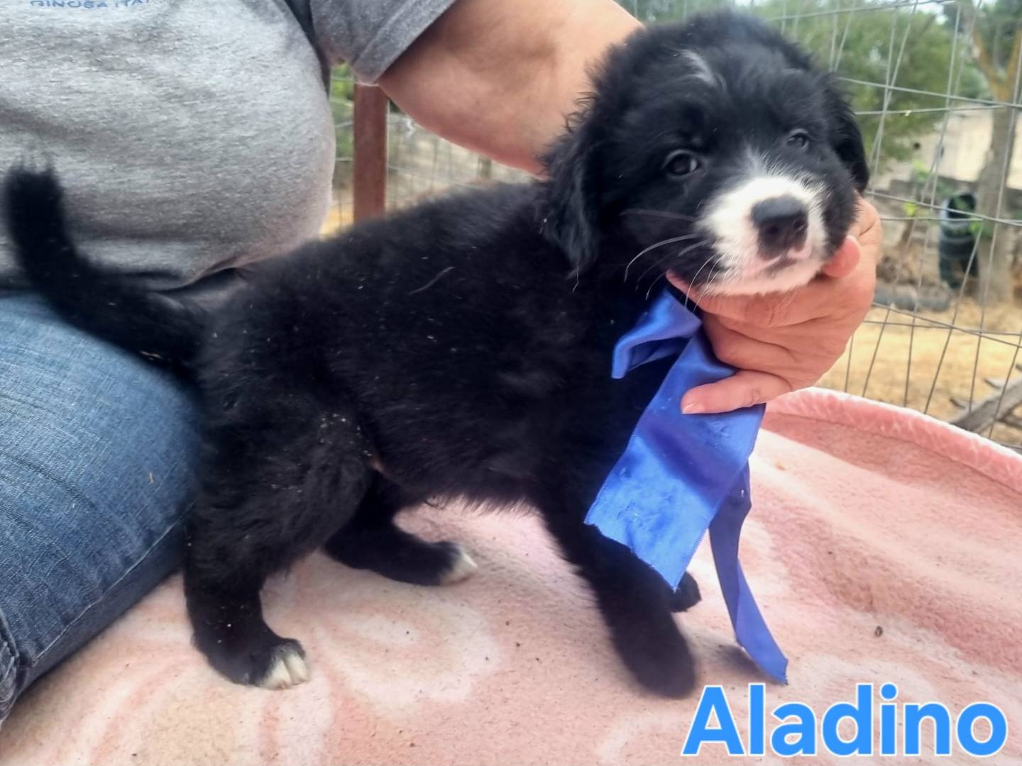 Adotta il cane Aladino a Taranto