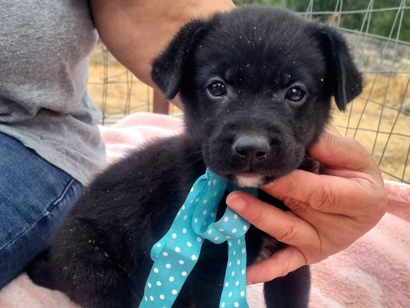 Adozione cane, maschio, Razza sconosciuta Razza sconosciuta, 1 mesi, taglia grande, Taranto