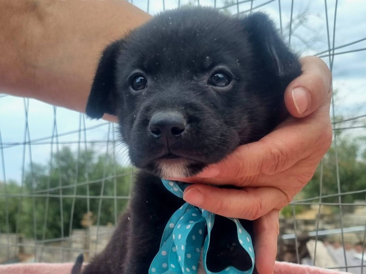 Adotta un cane, maschio, 1 mesi, Taranto