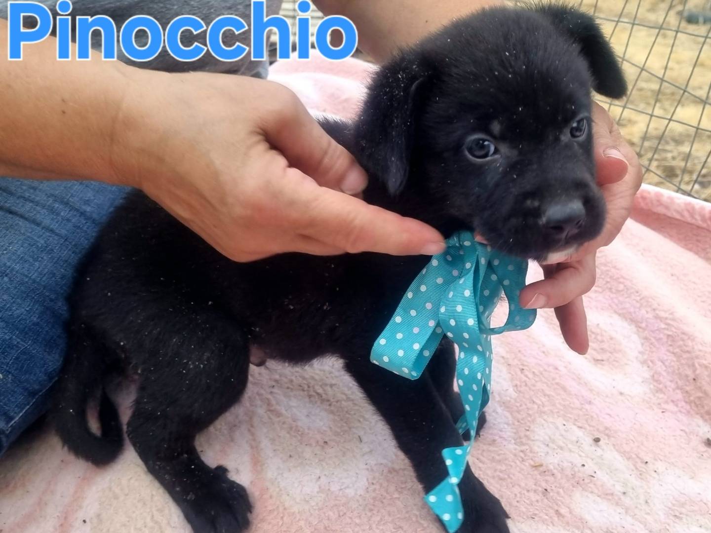 Adotta un cane, taglia grande, maschio, Taranto