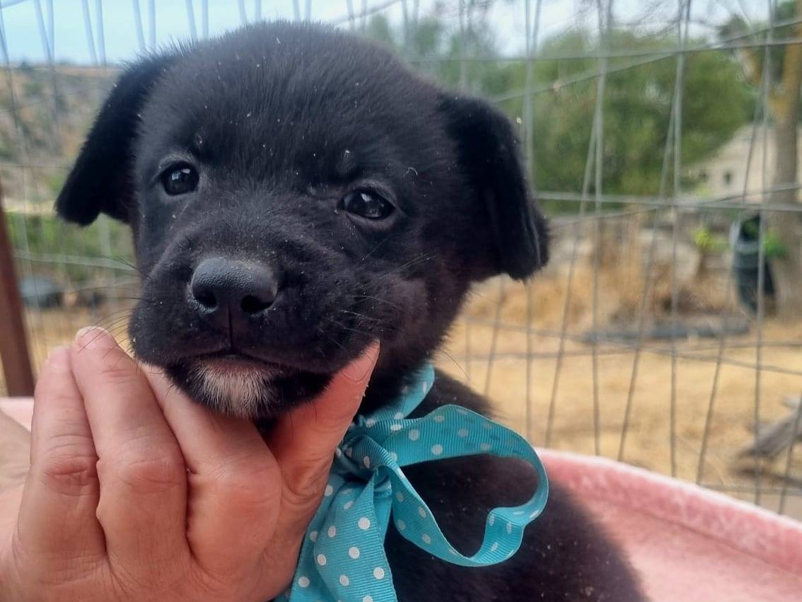 Vuoi adottare un cane a Taranto?