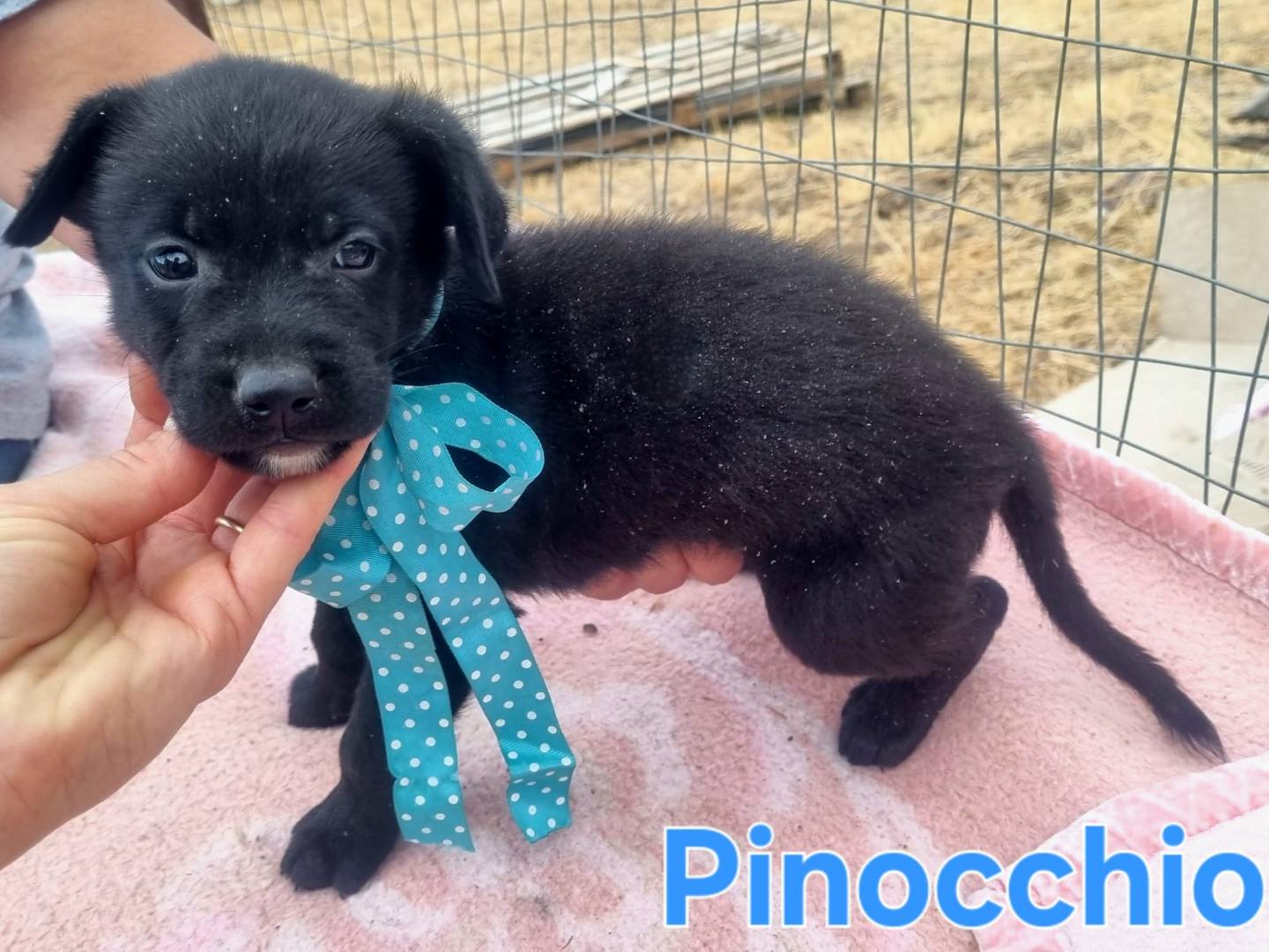 Adotta il cane Pinocchio a Taranto