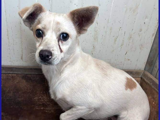 Adozione cane, femmina, Razza sconosciuta Razza sconosciuta, 2 anni e 10 mesi, taglia piccola, Caserta