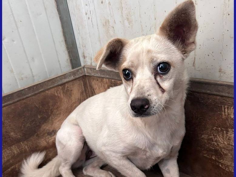 Adotta un cane, femmina, 2 anni e 10 mesi, Caserta