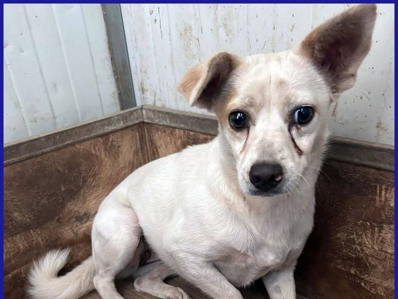 Adotta un cane, taglia piccola, femmina, Caserta