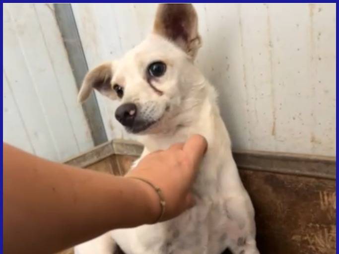 Vuoi adottare un cane a Caserta?