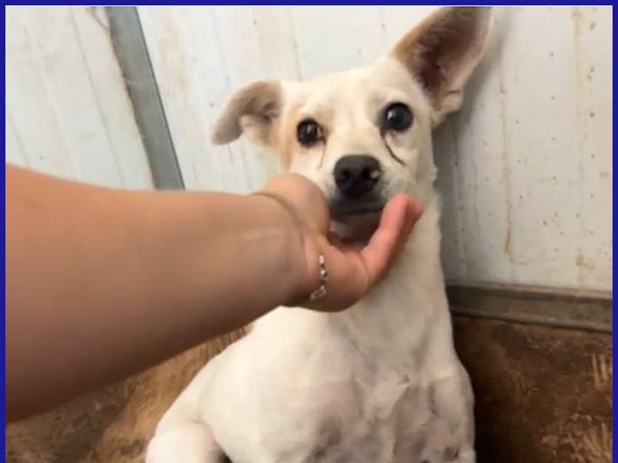 Adotta il cane GIOIA TRE ANNI OTTO KG  a Caserta