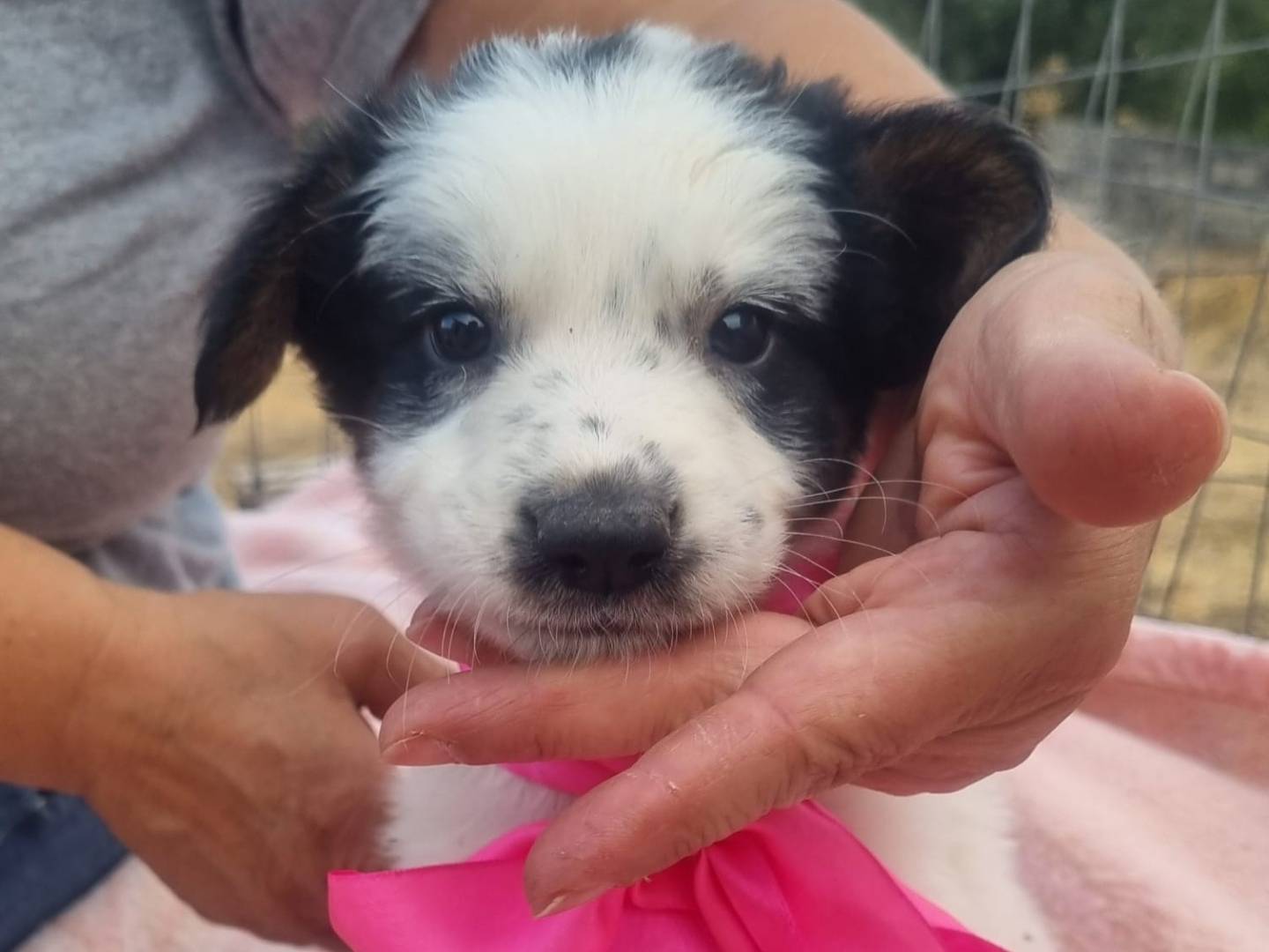 Adozione cane, femmina, Razza sconosciuta Razza sconosciuta, 1 mesi, taglia grande, Taranto