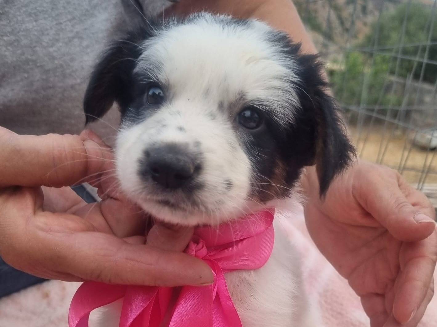 Adotta un cane, femmina, 1 mesi, Taranto