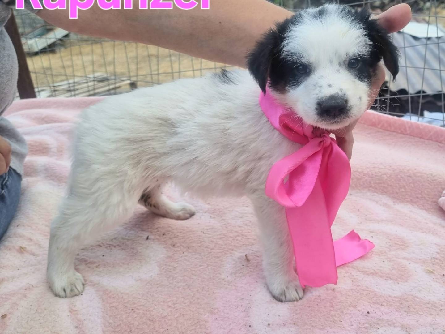 Adotta un cane, taglia grande, femmina, Taranto