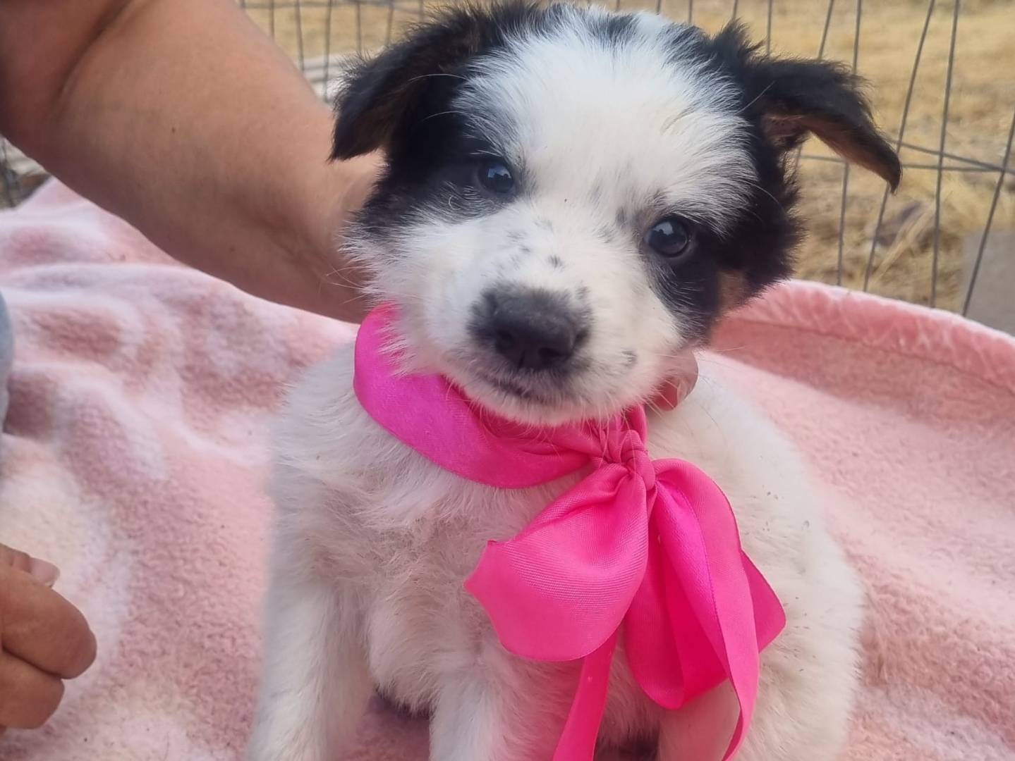 Vuoi adottare un cane a Taranto?
