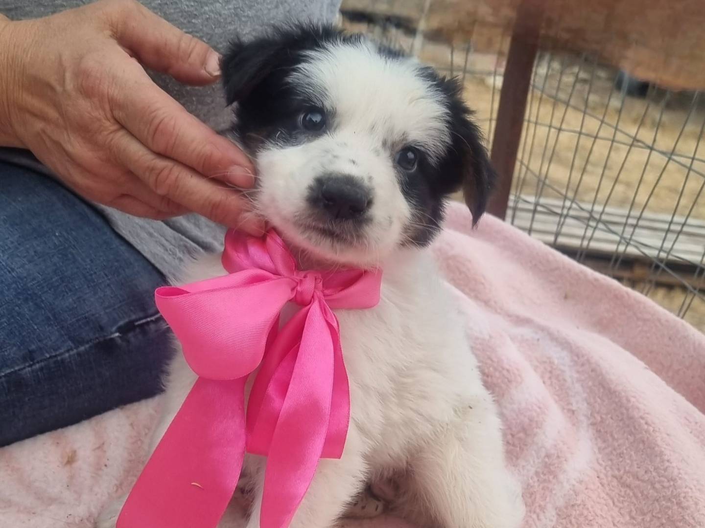 Adotta il cane Rapunzel a Taranto