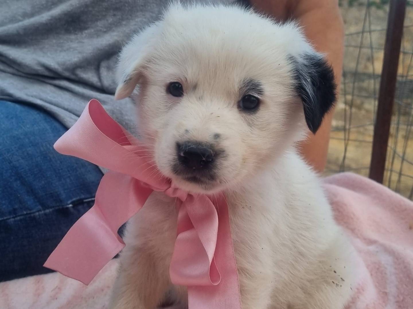 Vuoi adottare un cane a Taranto?