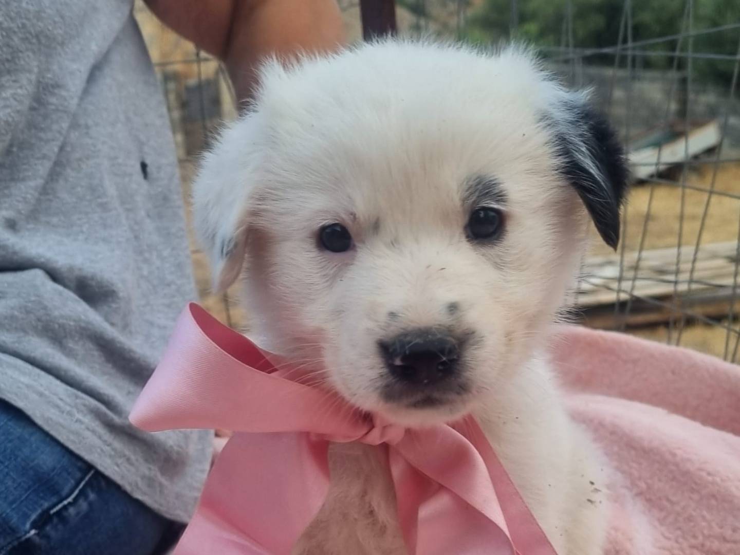 Adotta il cane Sirenetta a Taranto