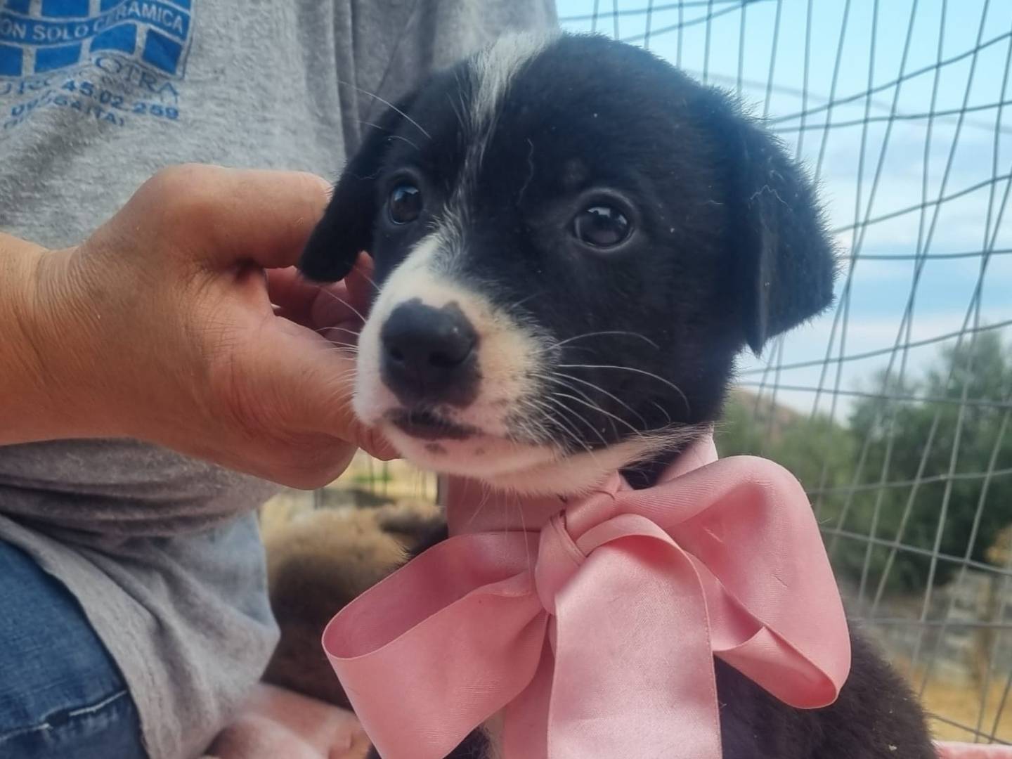 Adozione cane, femmina, Razza sconosciuta Razza sconosciuta, 1 mesi, taglia grande, Taranto