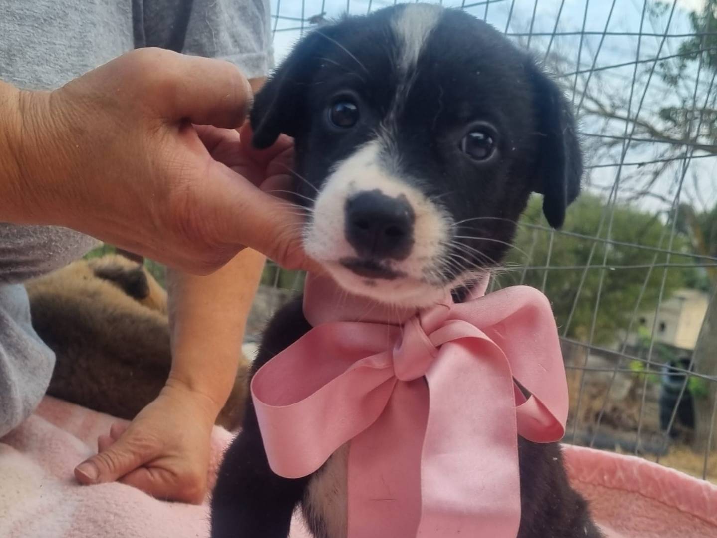Adotta un cane, femmina, 1 mesi, Taranto