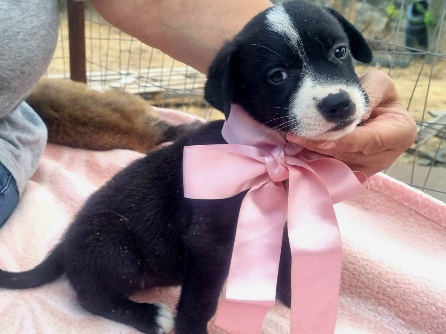 Adotta un cane, taglia grande, femmina, Taranto