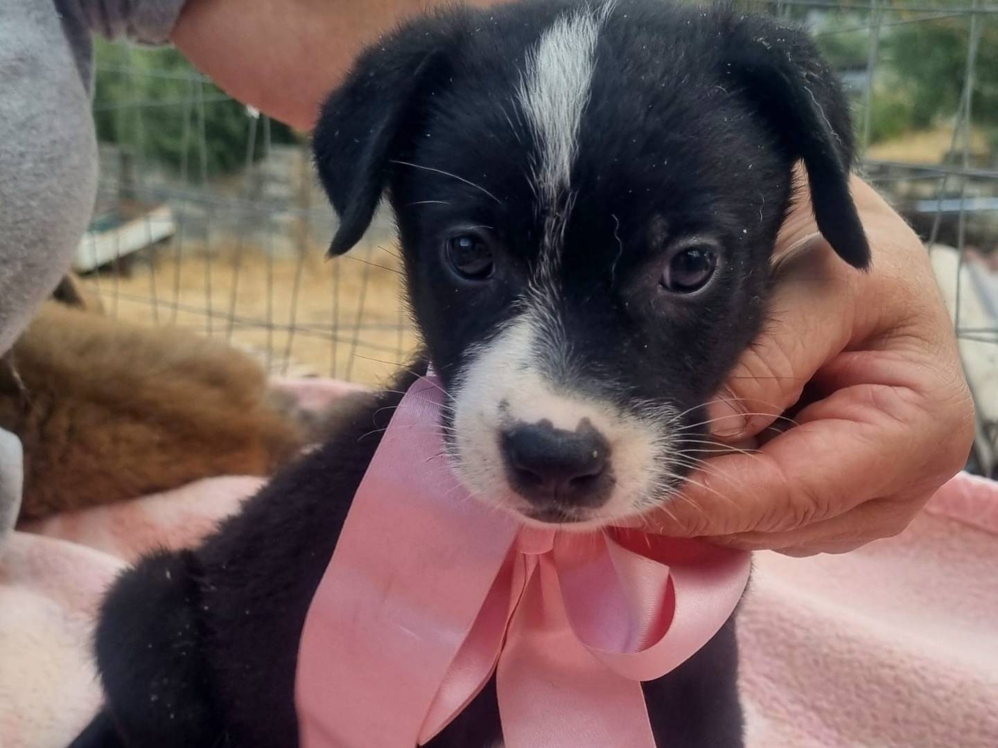 Vuoi adottare un cane a Taranto?