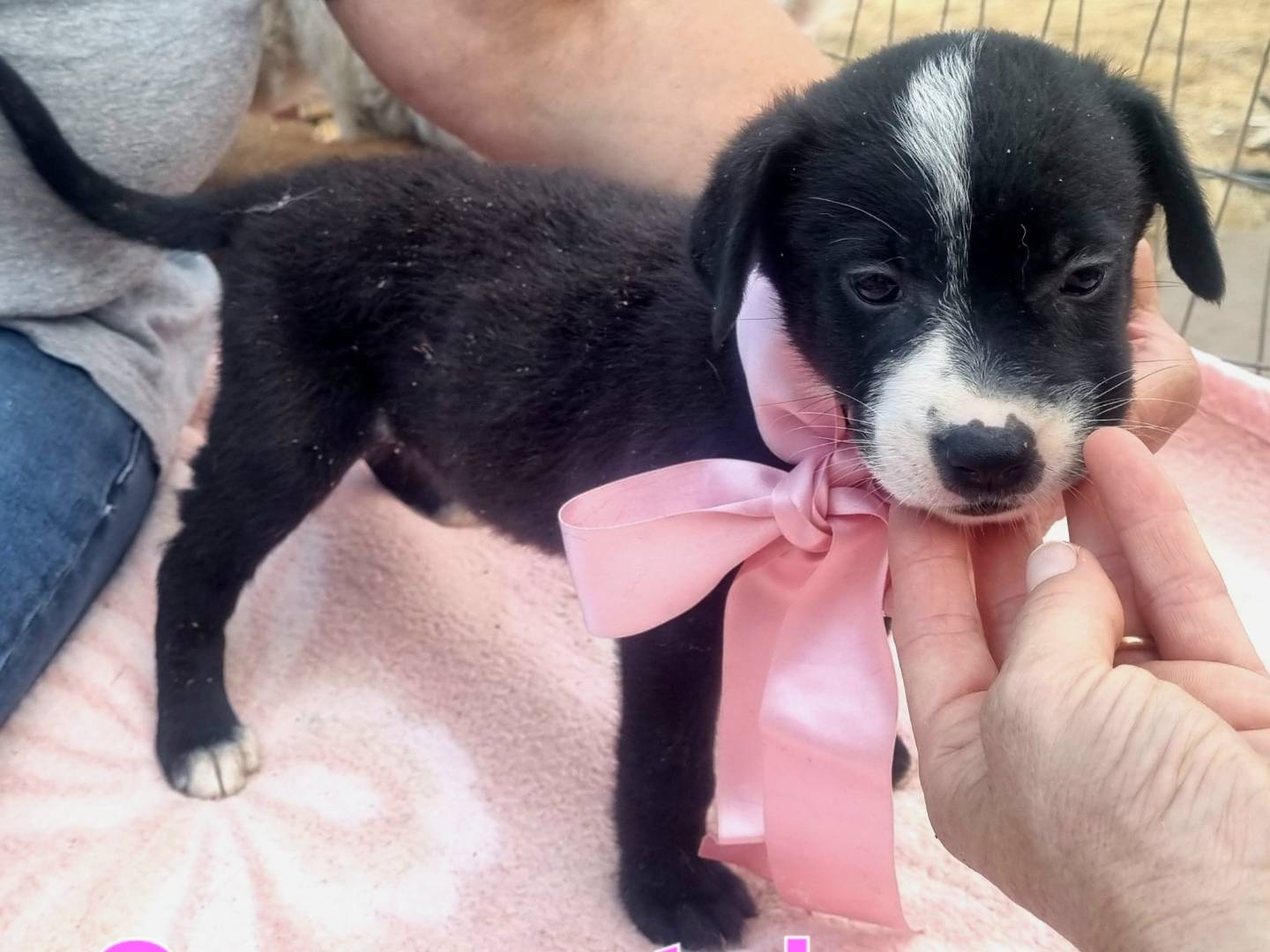 Adotta il cane Cenerentola a Taranto
