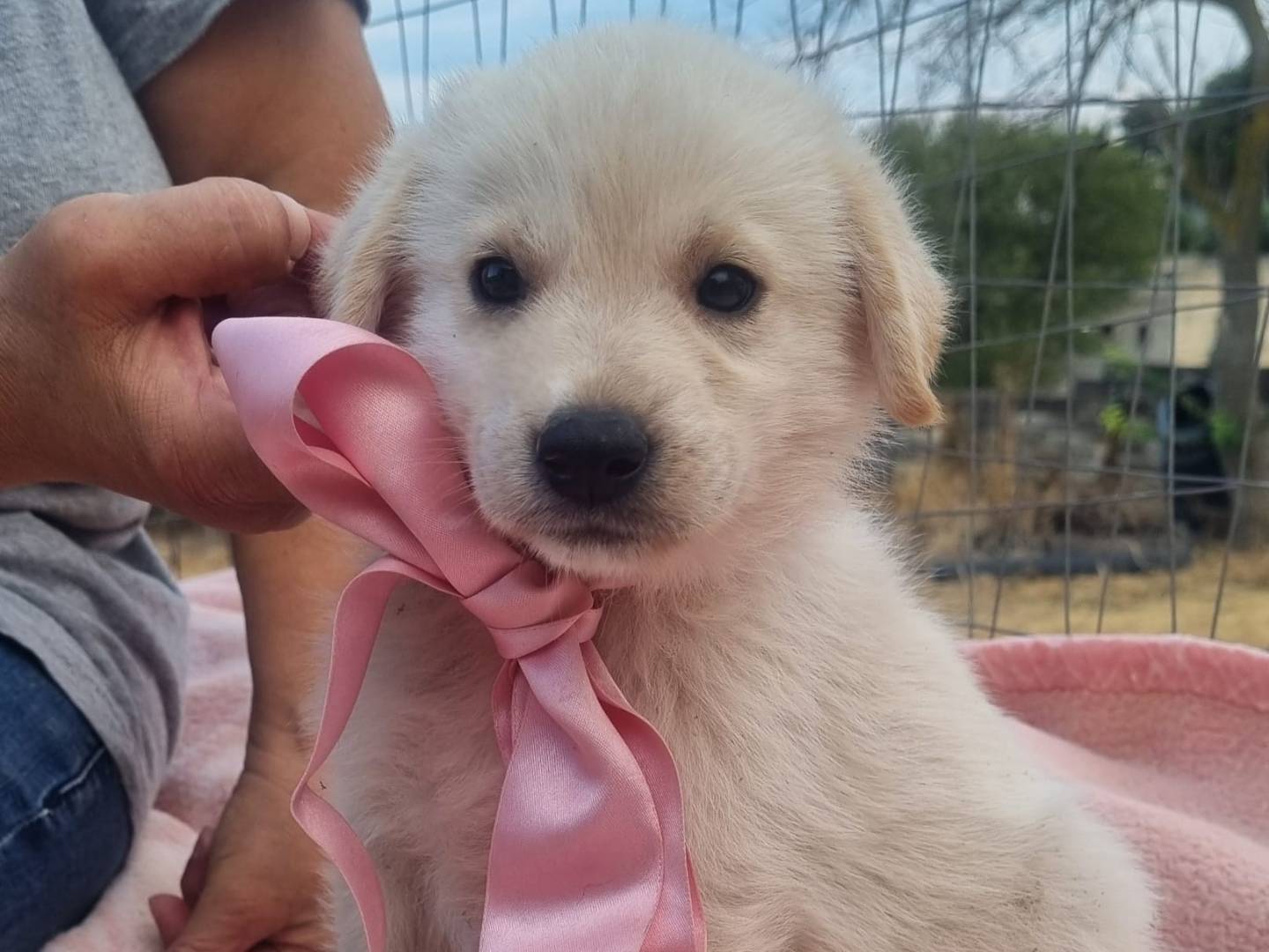 Adozione cane, femmina, Razza sconosciuta Razza sconosciuta, 1 mesi, taglia grande, Taranto