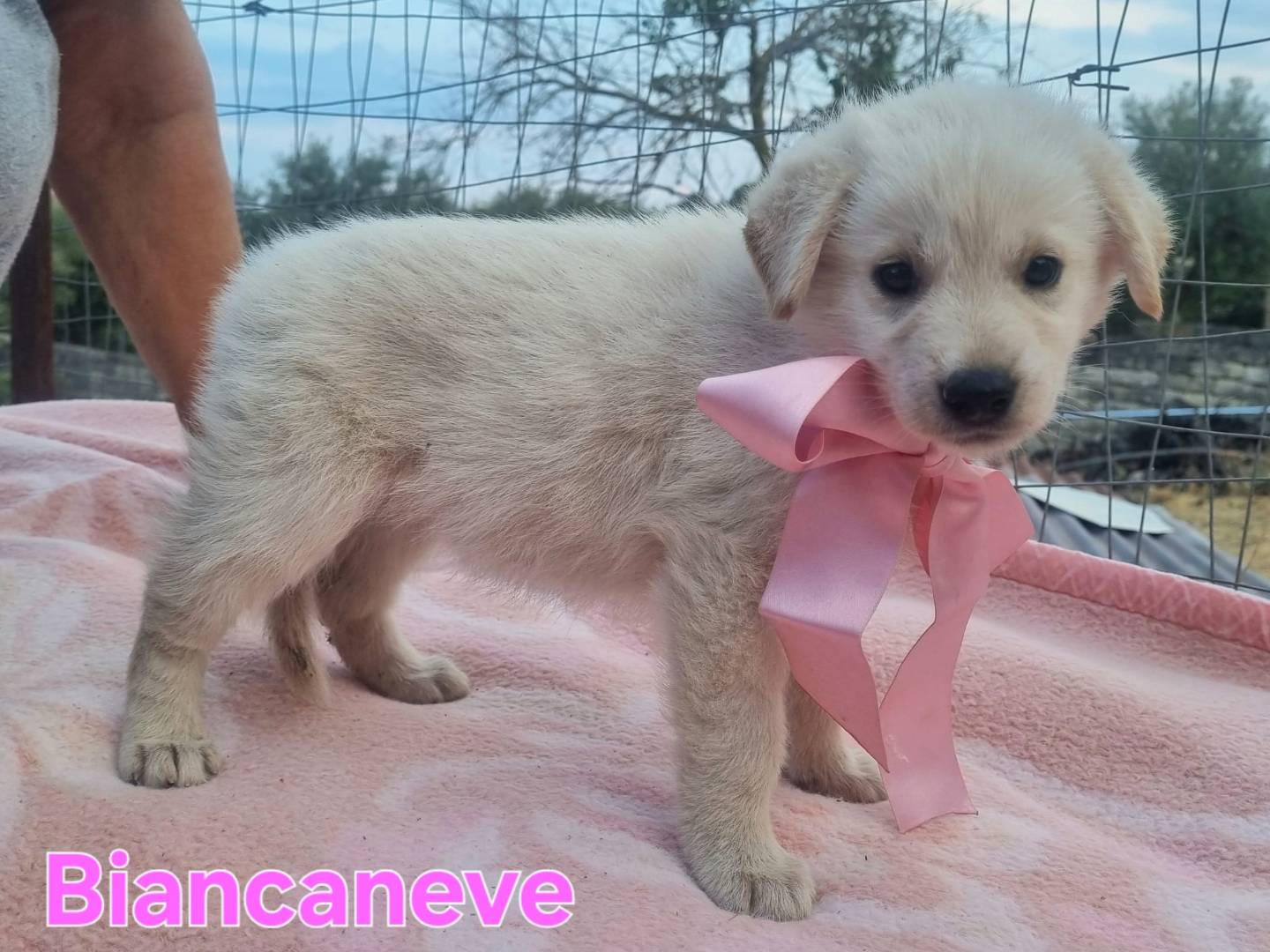 Adotta un cane, femmina, 1 mesi, Taranto