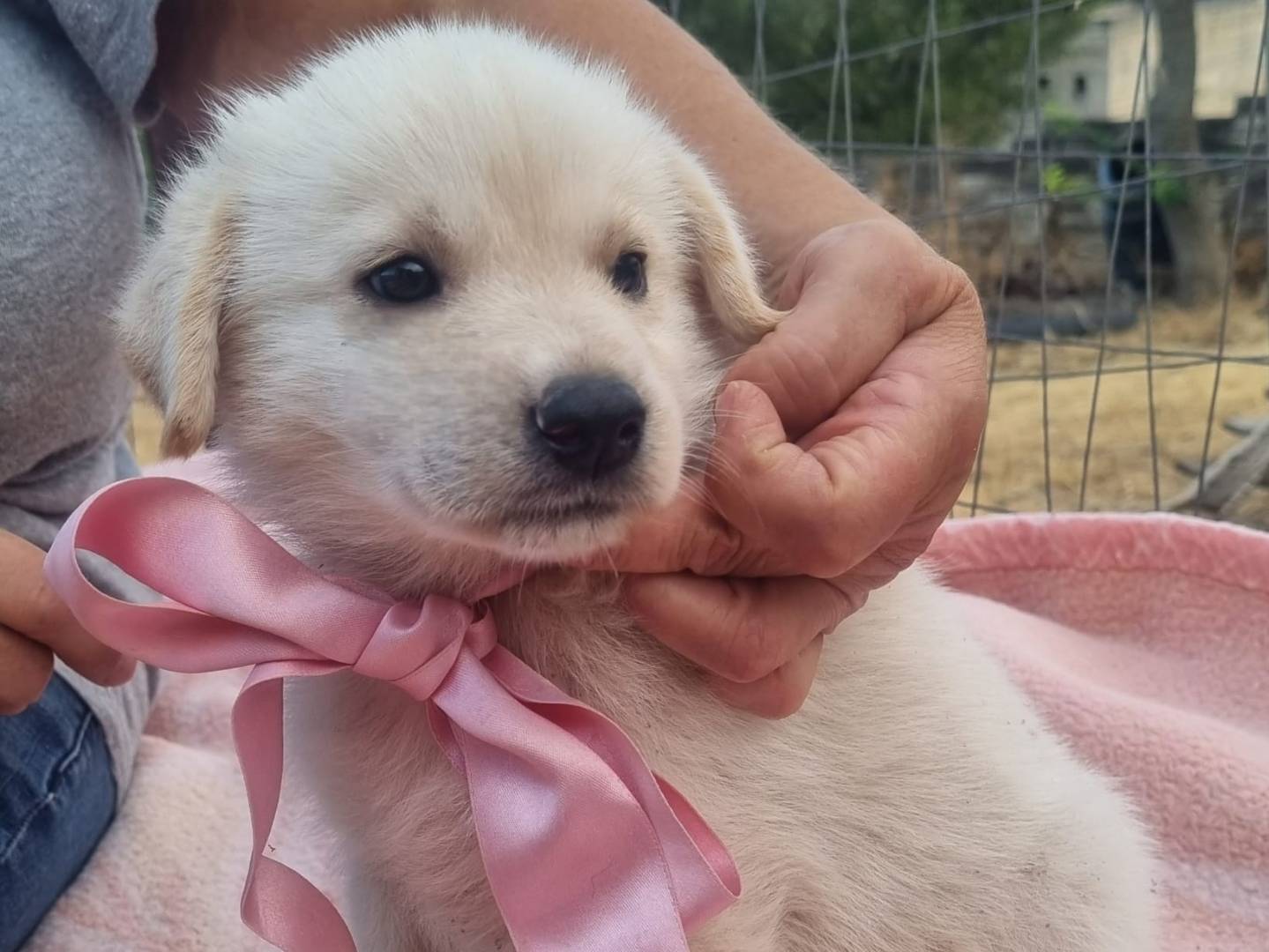 Adotta un cane, taglia grande, femmina, Taranto