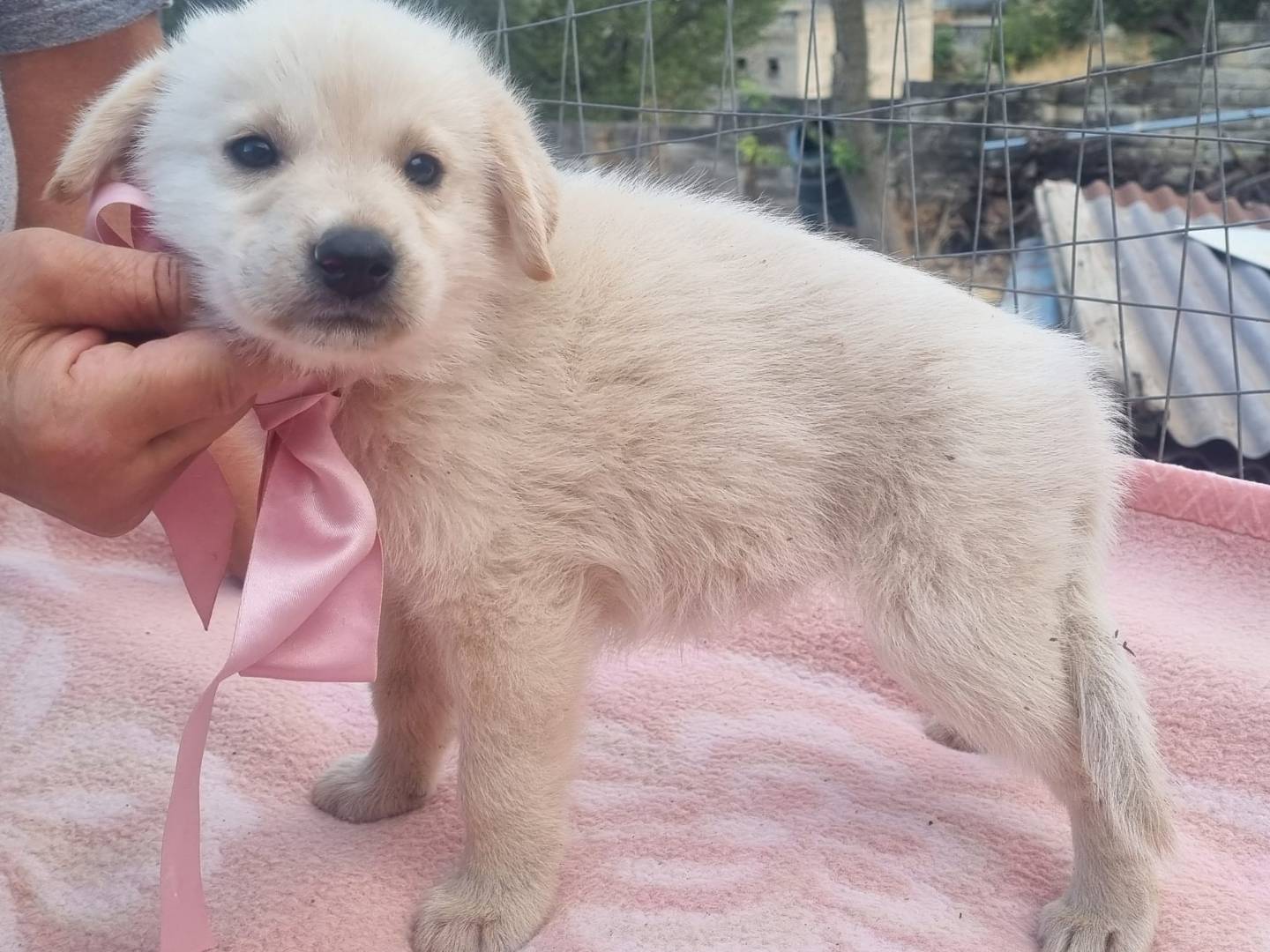 Vuoi adottare un cane a Taranto?