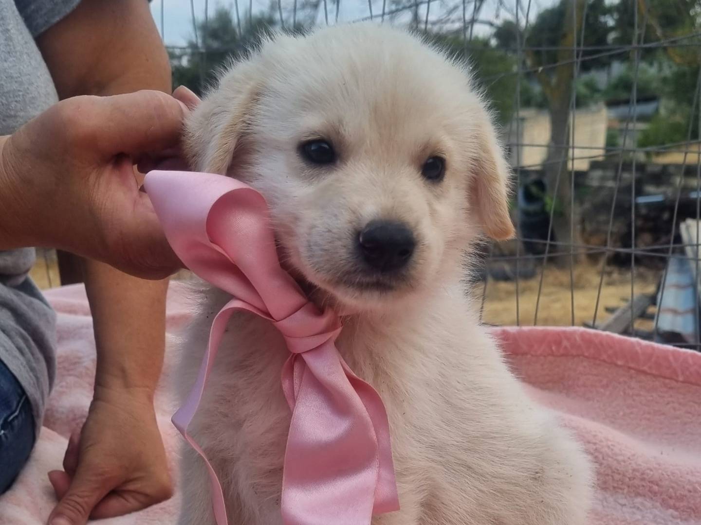 Adotta il cane Bianca Neve a Taranto