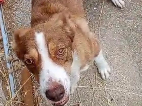 Adozione cane, femmina, Razza sconosciuta Razza sconosciuta, 6 anni, taglia media contenuta, Milano
