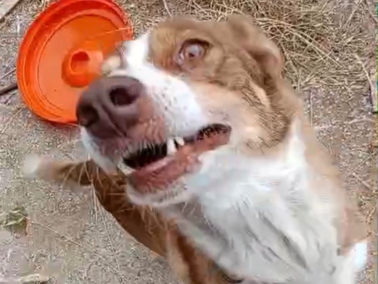Adotta un cane, femmina, 6 anni, Milano