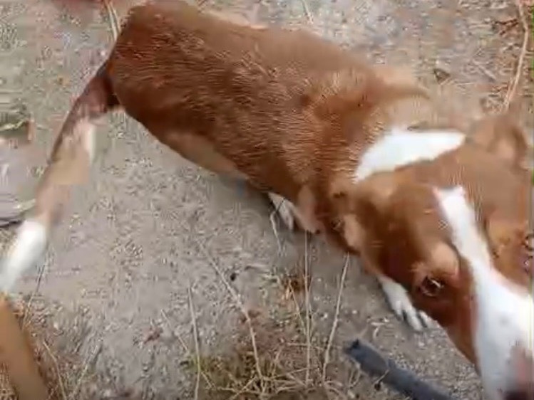 Adotta un cane, taglia media contenuta, femmina, Milano