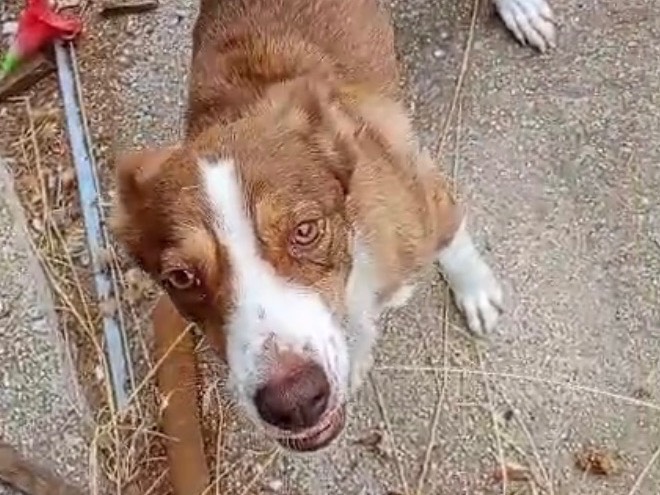 Vuoi adottare un cane a Milano?