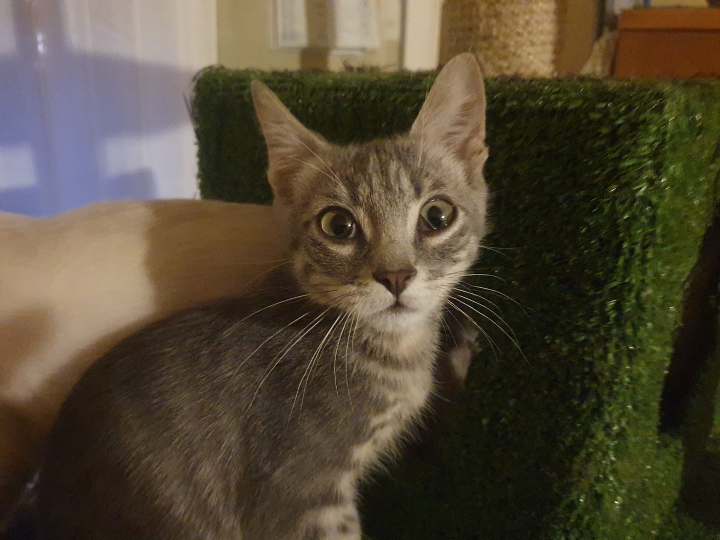 Adozione gatto, maschio, Razza sconosciuta Razza sconosciuta, 2 mesi, taglia non valida, Brescia