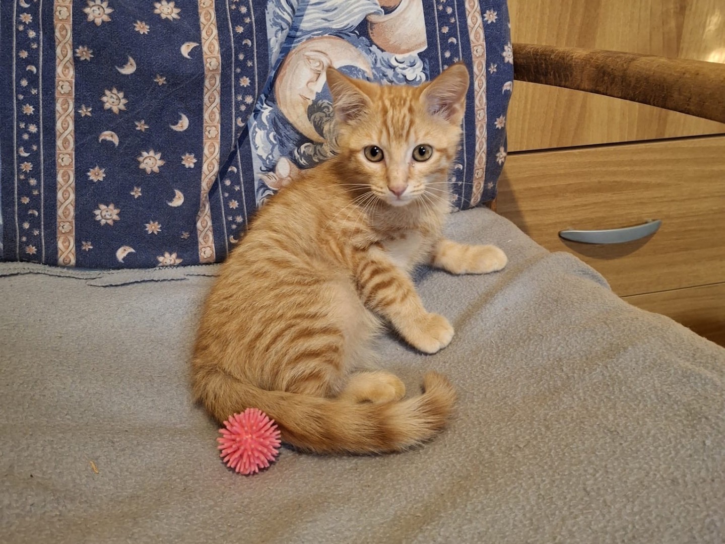 Adozione gatto, maschio, Razza sconosciuta Razza sconosciuta, 2 mesi, taglia non valida, Brescia