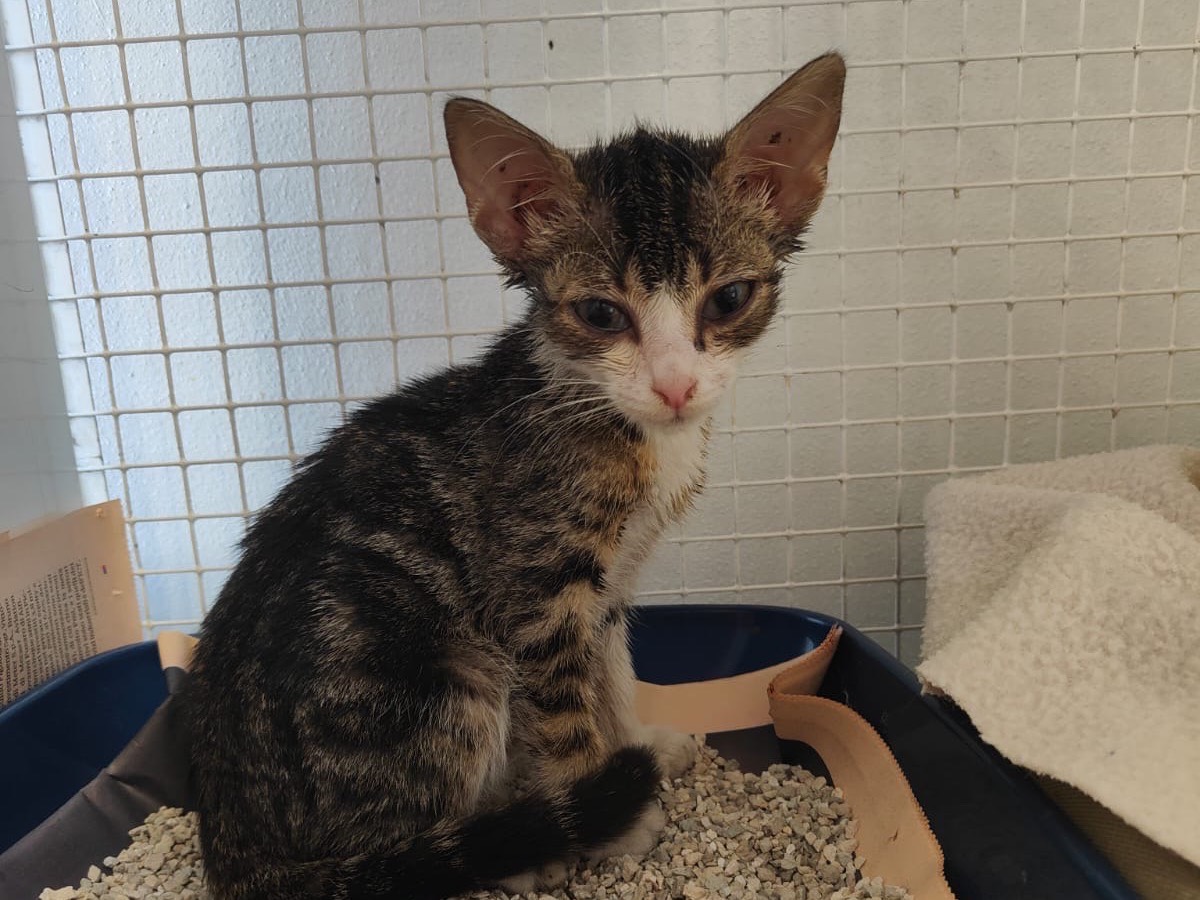 Adotta un gatto, femmina, 2 mesi, Brescia