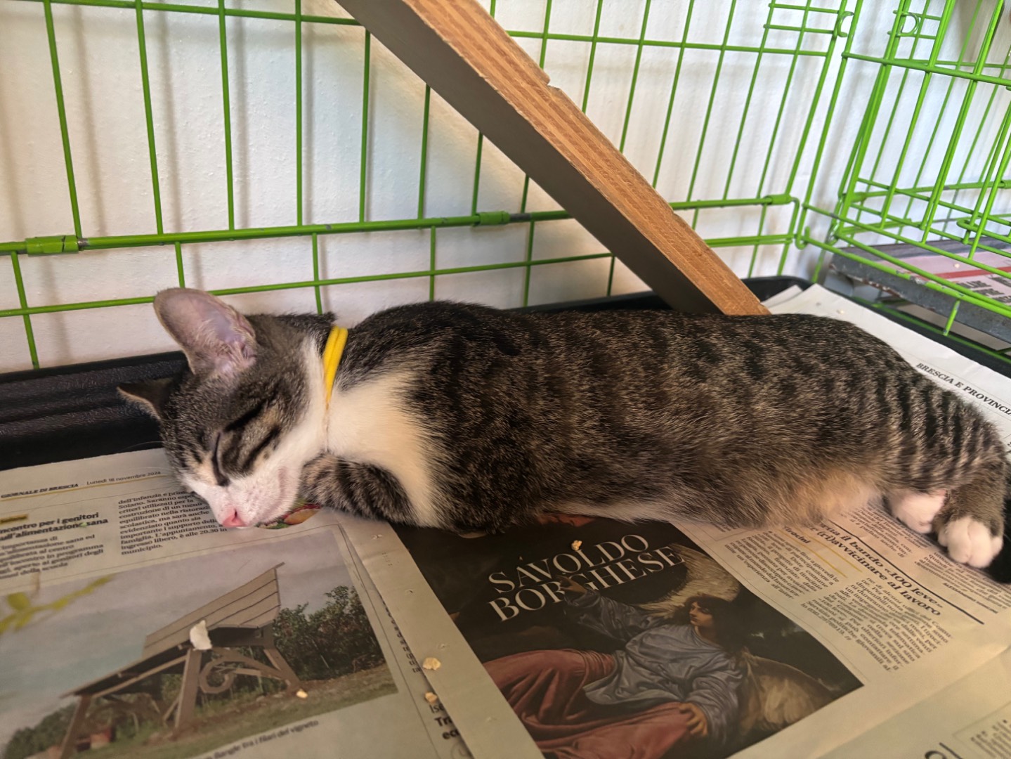 Adozione gatto, maschio, Razza sconosciuta Razza sconosciuta, 4 mesi, taglia non valida, Brescia