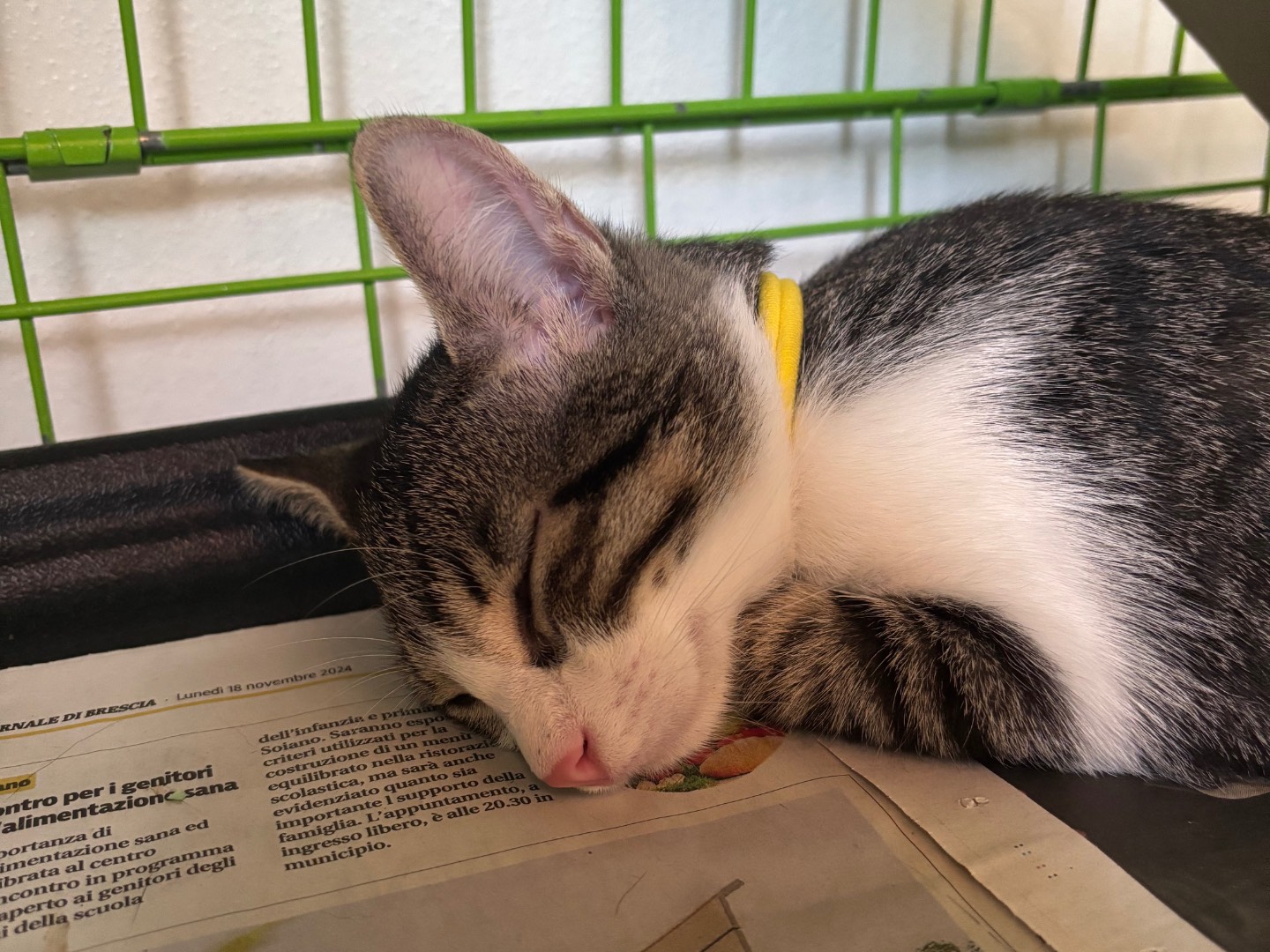 Adotta un gatto, maschio, 4 mesi, Brescia