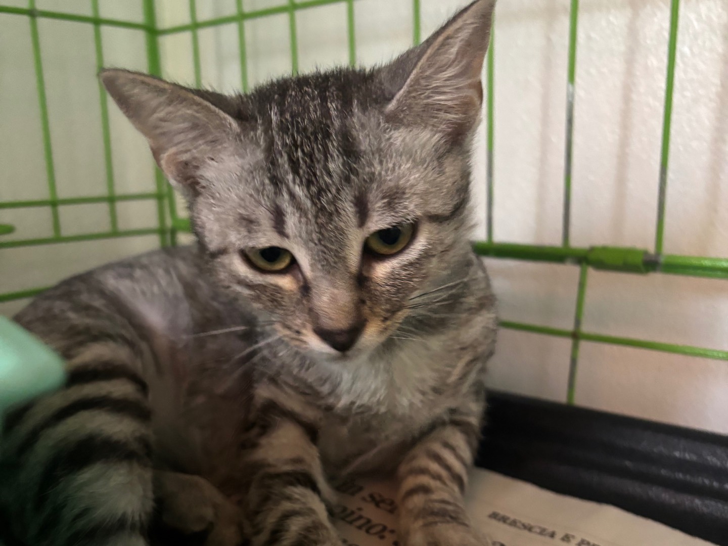 Adozione gatto, femmina, Razza sconosciuta Razza sconosciuta, 4 mesi, taglia non valida, Brescia