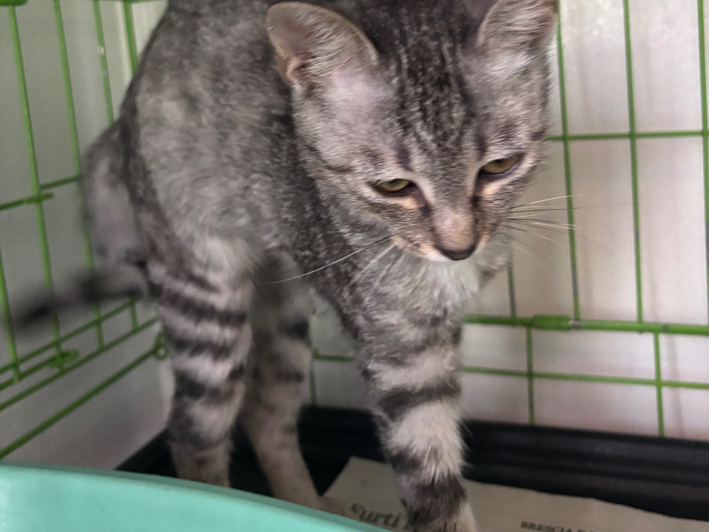 Adotta un gatto, femmina, 4 mesi, Brescia