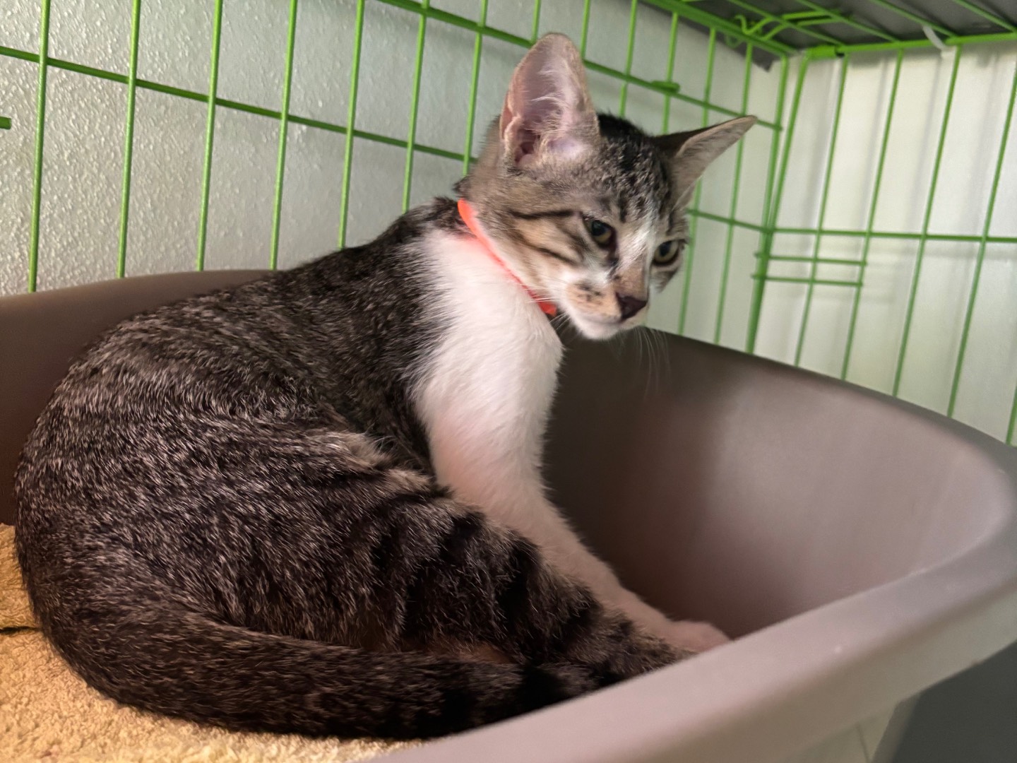 Adozione gatto, femmina, Razza sconosciuta Razza sconosciuta, 4 mesi, taglia non valida, Brescia