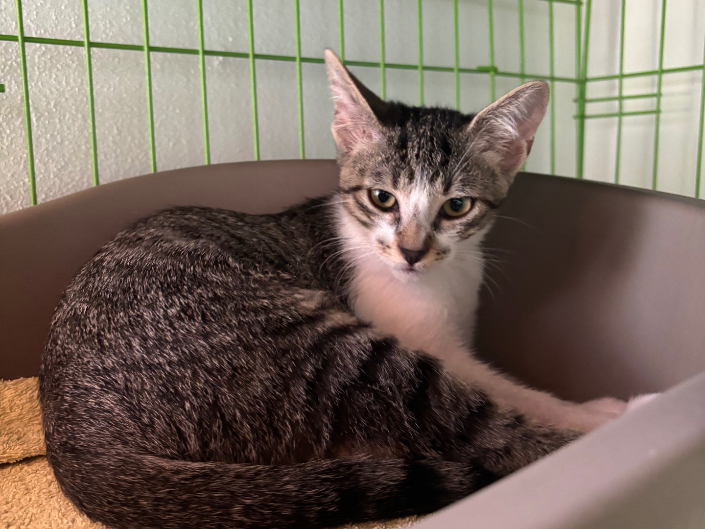 Adotta un gatto, femmina, 4 mesi, Brescia