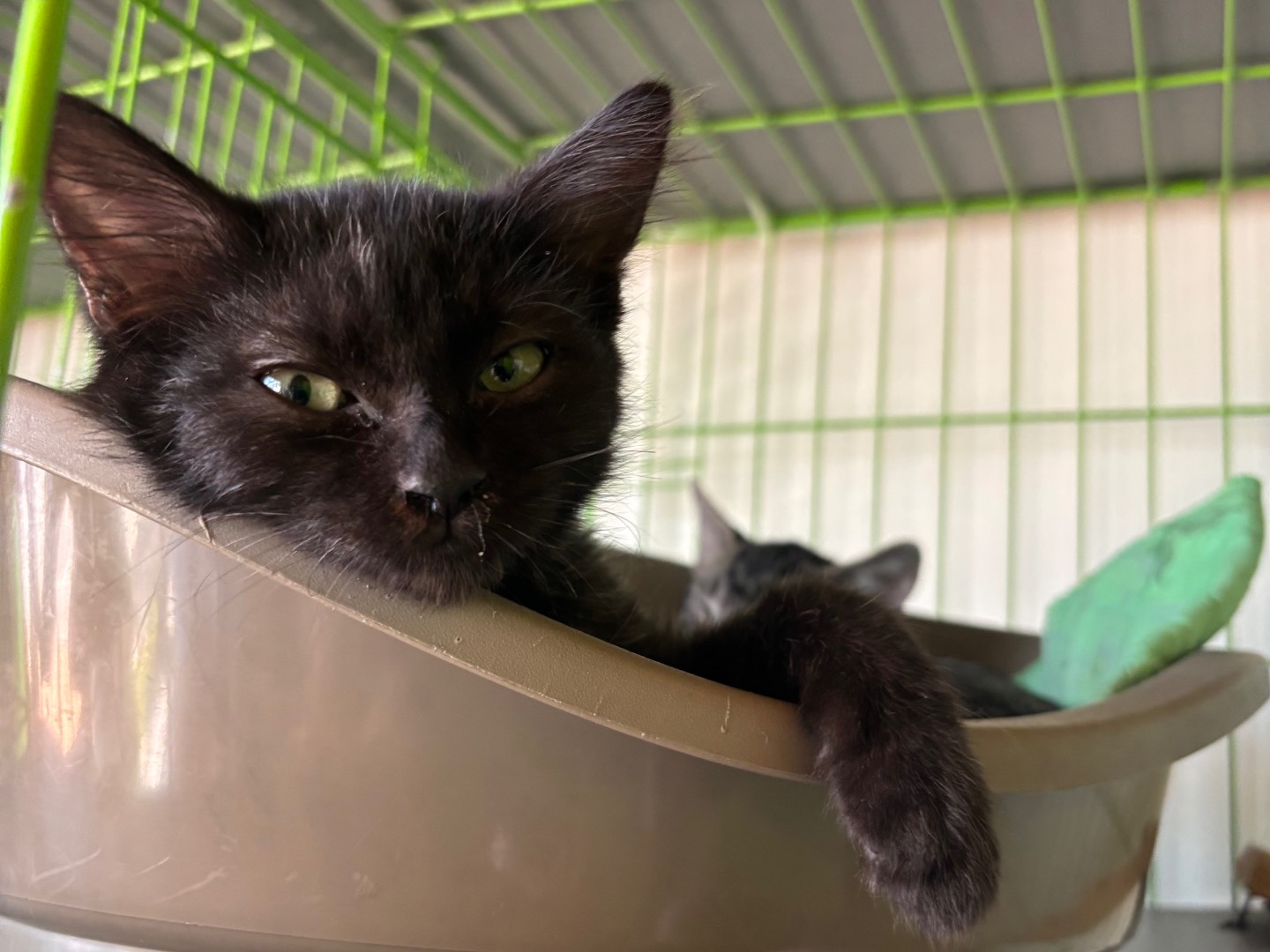 Adozione gatto, femmina, Razza sconosciuta Razza sconosciuta, 2 mesi, taglia non valida, Brescia